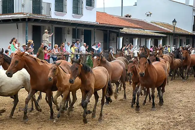 _DSC6133 Yeguada El Roco