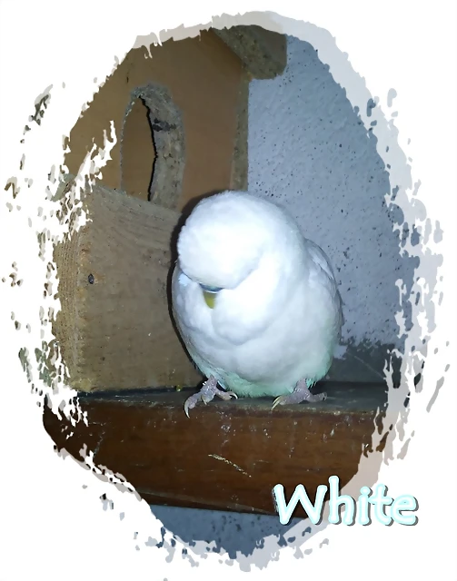 DSC000770 DSC000770