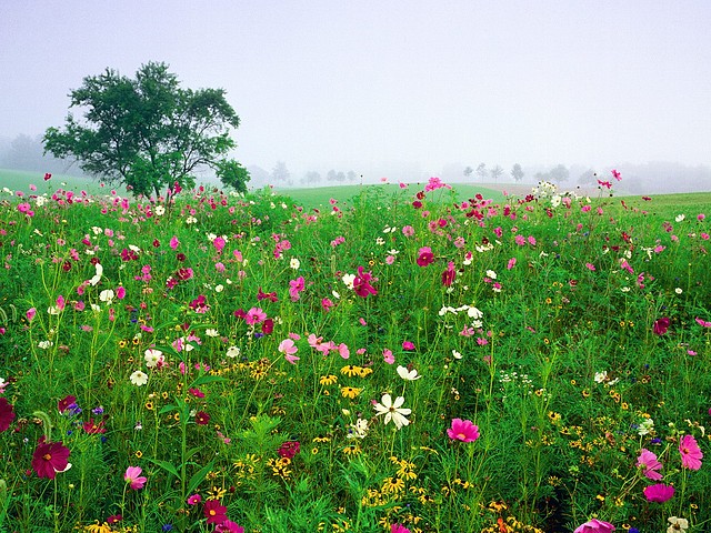 Field of Black-eyed Susans and Cosmos, Union, Kentucky Field of Black-eyed Susans and Cosmos, Union, Kentucky