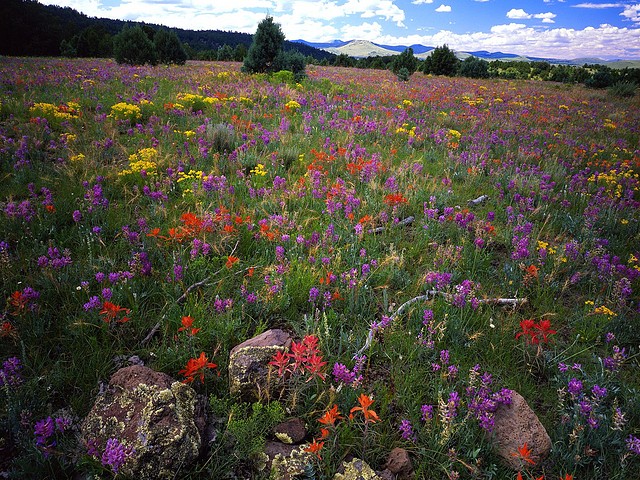 Field of Locoweed, Paintbrush and Gold Flower, Apache-Sitgreaves National Forest, Arizona Field of Locoweed, Paintbrush and Gold Flower, Apache-Sitgreaves National Forest, Arizona