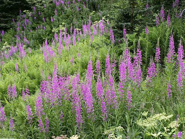 Field of Fireweed, Alaska Field of Fireweed, Alaska