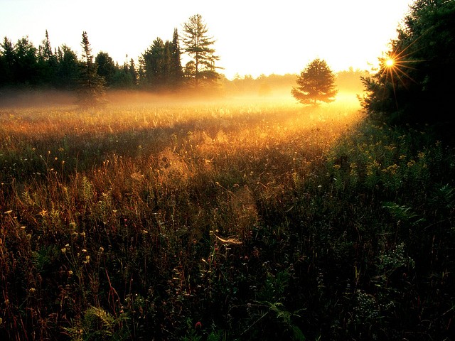 Field of Gold Field of Gold