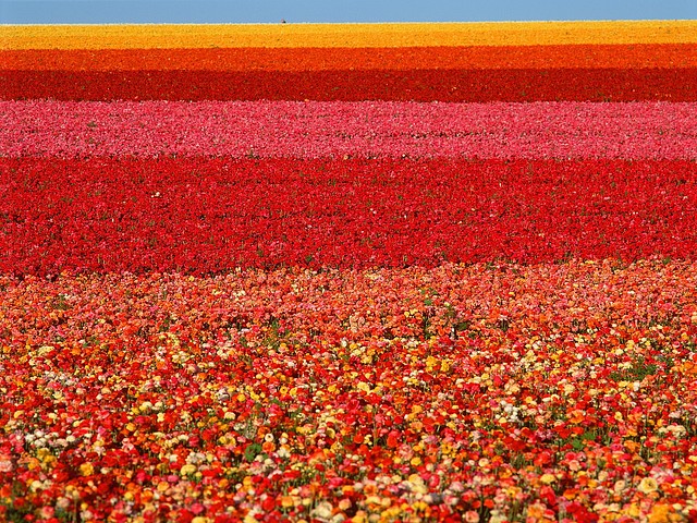 Field of Ranunculus, San Diego, California Field of Ranunculus, San Diego, California