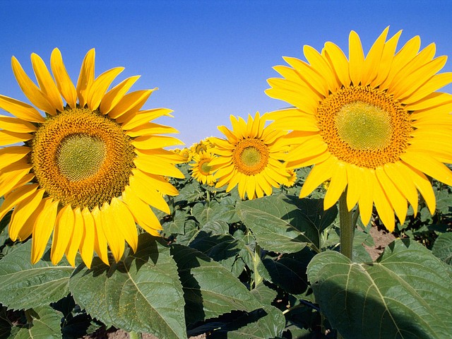 Field of Sunflowers Field of Sunflowers