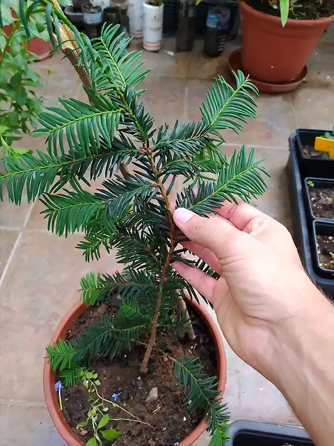 Esqueje Taxus