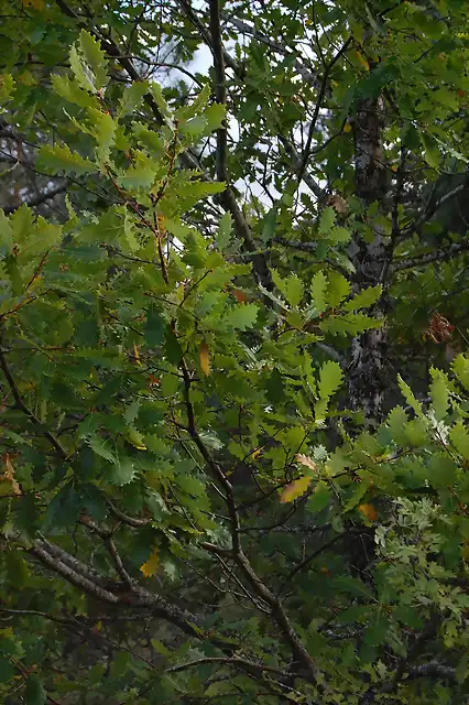 Quercus petraea subsp.petraea