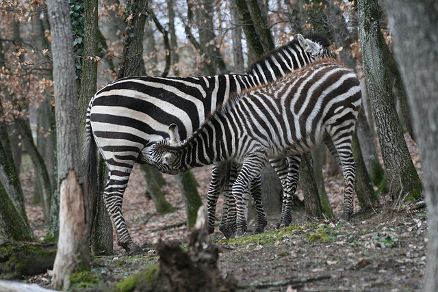 Zoo Lyon + Safari Peaugres febrer 2011 1554 Zoo Lyon + Safari Peaugres febrer 2011 1554