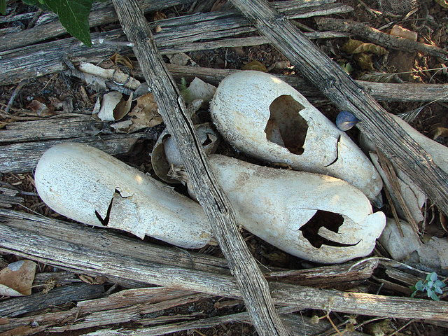esqueletos del calabacn
