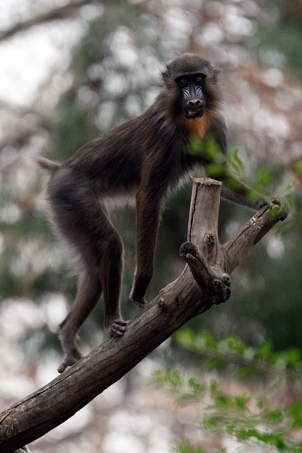 Zoo de Barcelona 10-12-2010 008 Zoo de Barcelona 10-12-2010 008