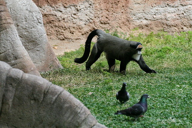 Zoo de Barcelona 14-04-11 053