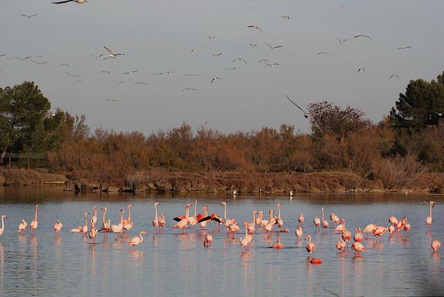 Sigean 26-12-11 1021