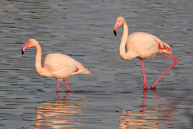 Sigean 26-12-11 1006
