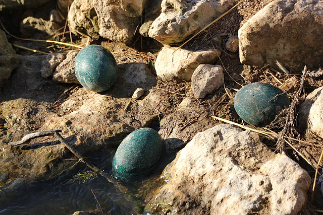 Sigean 26-12-11 741 Sigean 26-12-11 741