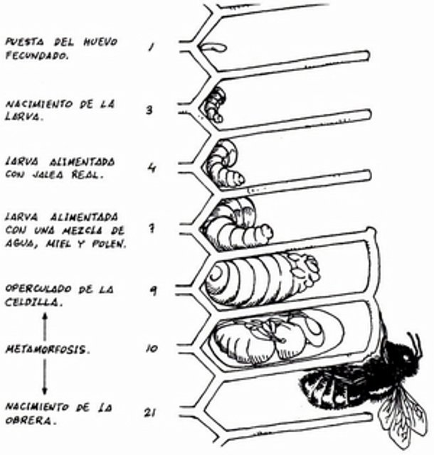 Abejas