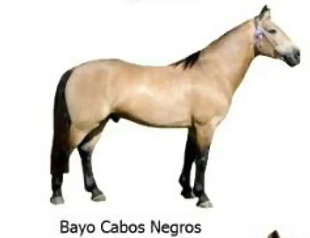 1 Bayo Cabos Negros