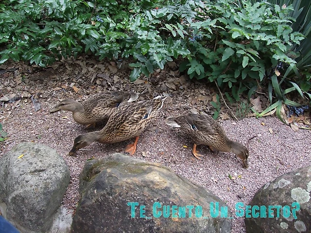 DSCF2364