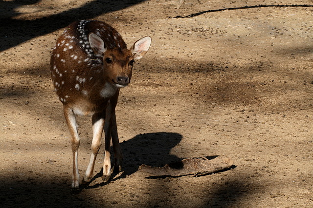 Zoo de Barcelona 08-01-2011 762 Zoo de Barcelona 08-01-2011 762