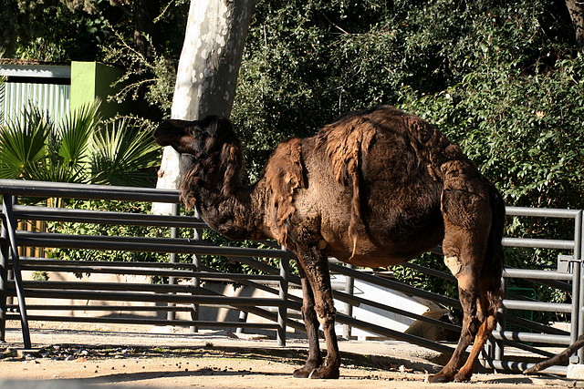Zoo de Barcelona 08-01-2011 781 Zoo de Barcelona 08-01-2011 781