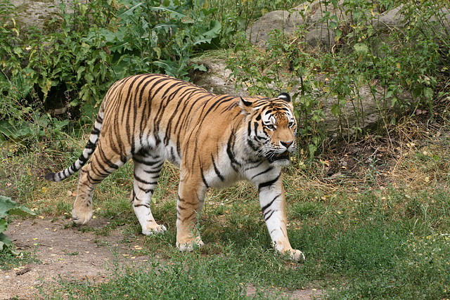 Zoo Leipzig 20-06-11 261 Zoo Leipzig 20-06-11 261