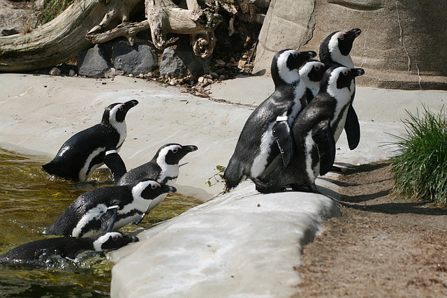 Zoo Leipzig 20-06-11 082 Zoo Leipzig 20-06-11 082