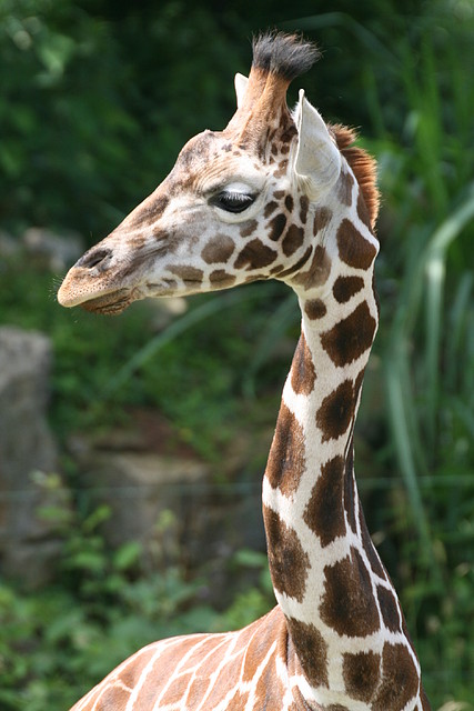 Zoo Leipzig 20-06-11 545 Zoo Leipzig 20-06-11 545
