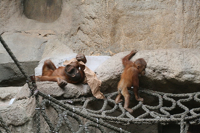 Zoo Leipzig 20-06-11 362 Zoo Leipzig 20-06-11 362