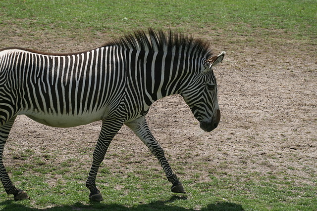 Zoo Leipzig 20-06-11 610 Zoo Leipzig 20-06-11 610