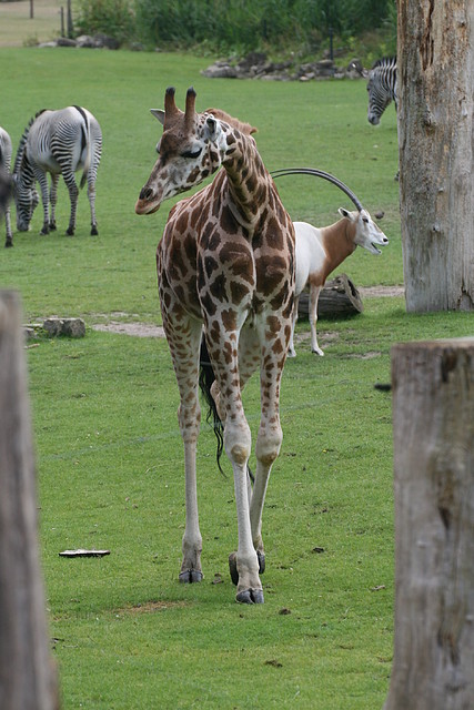 Zoo Leipzig 20-06-11 527 Zoo Leipzig 20-06-11 527