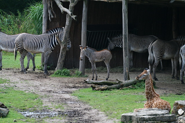 Zoo Leipzig 20-06-11 519 Zoo Leipzig 20-06-11 519