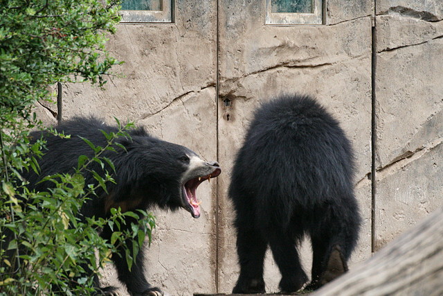 Zoo Leipzig 20-06-11 035 Zoo Leipzig 20-06-11 035