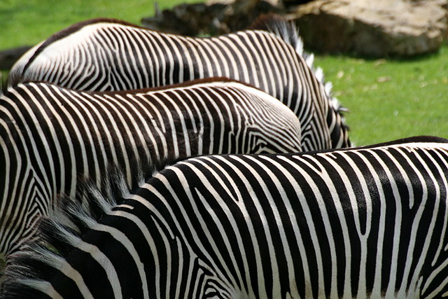 Zoo Leipzig 20-06-11 642 Zoo Leipzig 20-06-11 642