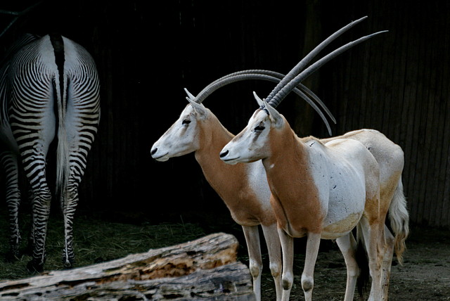Zoo Leipzig 20-06-11 646 Zoo Leipzig 20-06-11 646