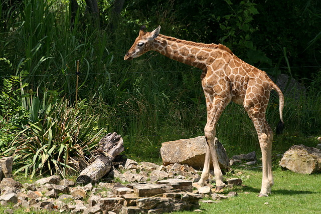 Zoo Leipzig 20-06-11 655 Zoo Leipzig 20-06-11 655