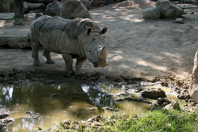 Zoo de Barcelona 20-04-11 151 Zoo de Barcelona 20-04-11 151