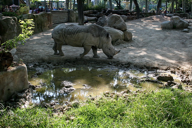 Zoo de Barcelona 20-04-11 143 Zoo de Barcelona 20-04-11 143