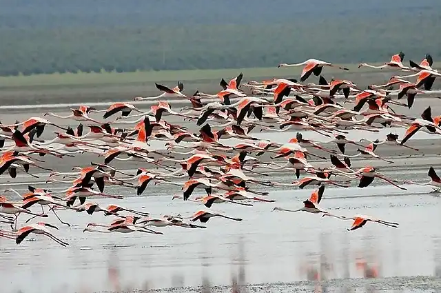 lugares-donde-habitan-flamencos