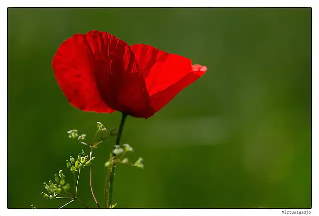 popping_poppy_by_virtualgadjo-d67oemp