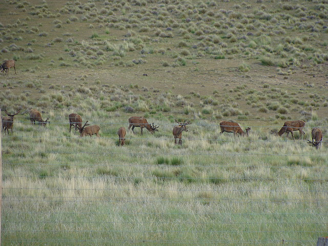 Ciervos (Junin de los Andes)