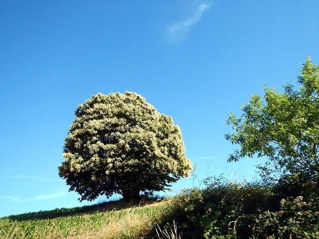 DSCN9661 DSCN9661