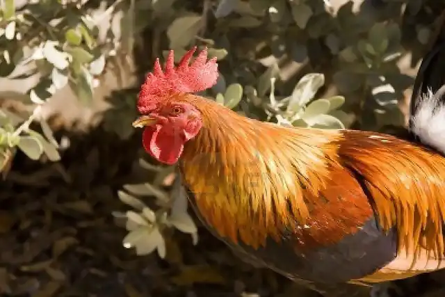 4779610-close-up-of-silvestre-gallo-plumas-con-orange