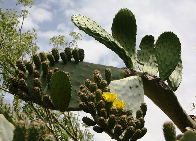 Copia chumbos en flor