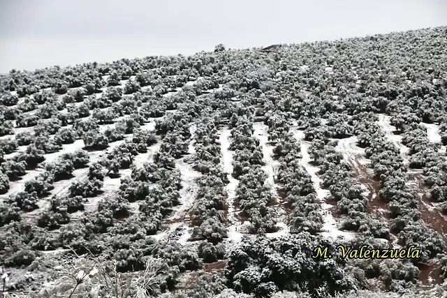 20, olivares en los plantos, marca