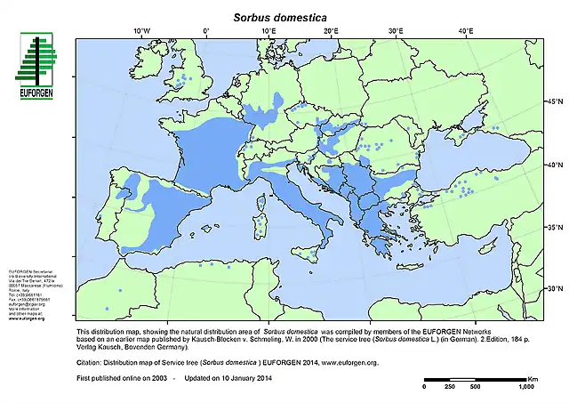 Sorbus_domestica