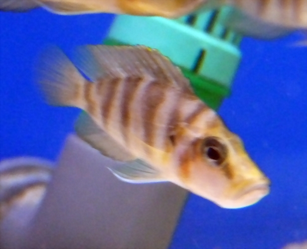 Altolamprologus compressiceps Altolamprologus compressiceps