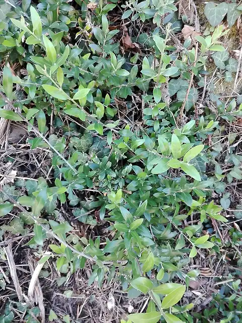 Phillirea latifolia 2