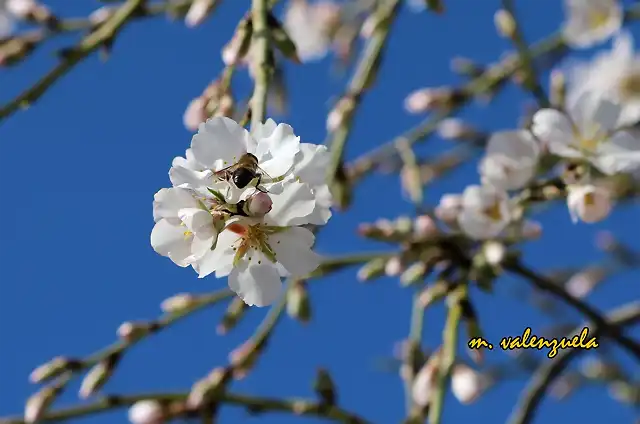 18, almendro 3, marca