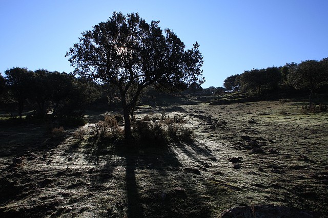 004, otoo y encinas