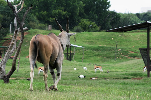 National Geological Gardens Pretoria 18-01-09 151 National Geological Gardens Pretoria 18-01-09 151