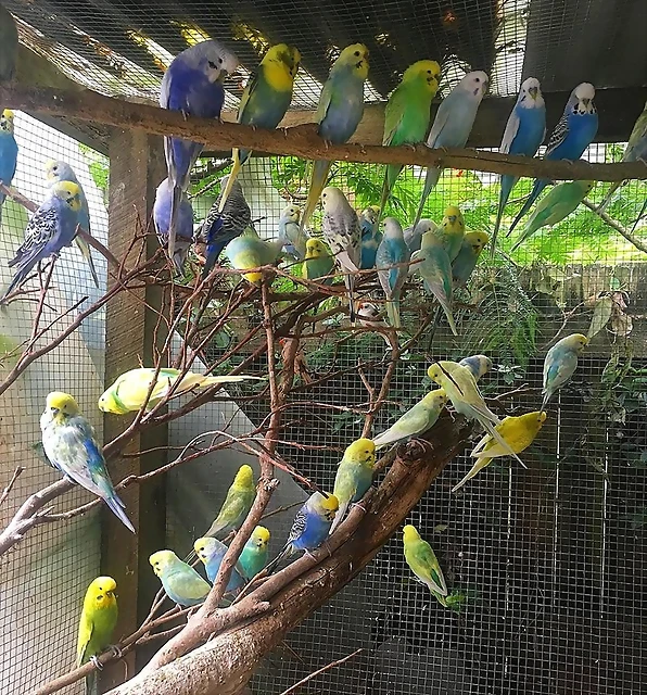 voladera voladera