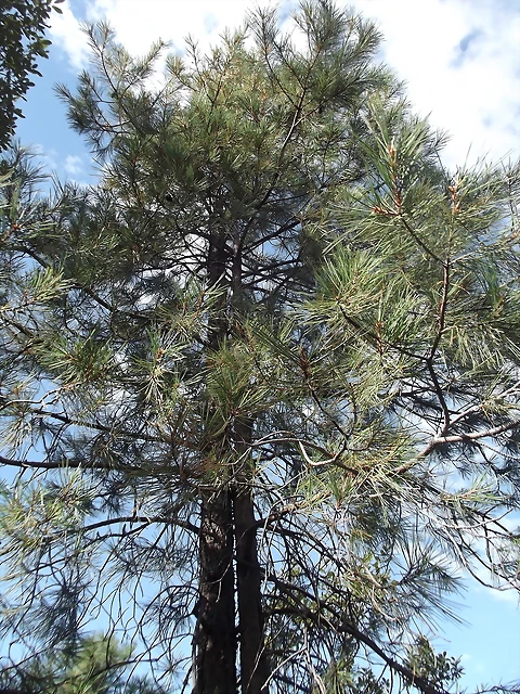 pinus leiophylla